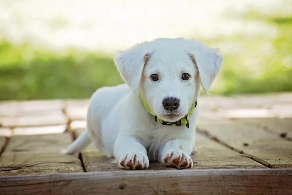 Cute & adorable pet dog